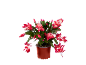 Plante de cactus de Noël rouge en pot marron.