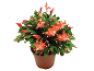Plante de cactus de Noël en pot marron avec des fleurs et des bourgeons oranges.