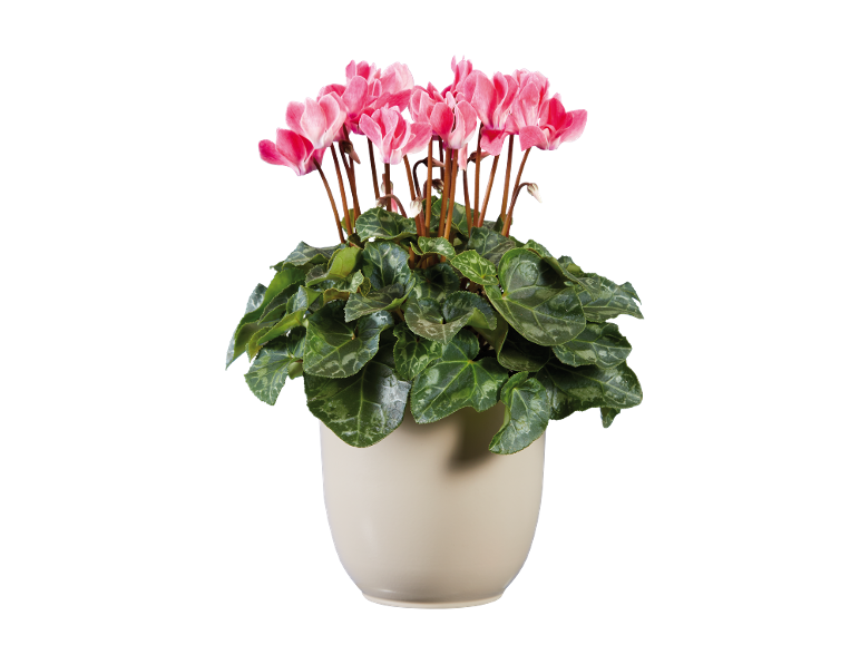 Plante de cyclamen rose dans un pot clair sur fond noir.