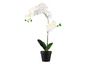 Une orchidée blanche dans un pot noir.