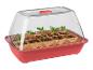 Une boîte de semis rose avec un couvercle transparent et de jeunes plantes.