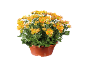 Chrysanthèmes oranges dans un pot marron sur fond noir.