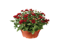 Chrysanthèmes rouges en pot marron sur fond noir.