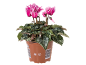 Cyclamen rose en pot marron avec feuilles vertes et blanches, avec code-barres.
