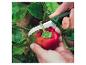 Mains récoltant un poivron rouge d'une plante avec un couteau de jardinage.