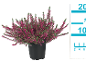 Bruyère fuchsia en pot noir avec échelle de mesure.