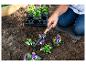 Personne plantant des pensées dans un parterre avec un outil de jardinage.