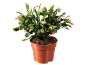Cactus de Noël en pot marron avec des bourgeons de fleurs roses sur fond noir.