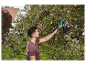 Récolte de pommes avec un cueilleur à fruits.