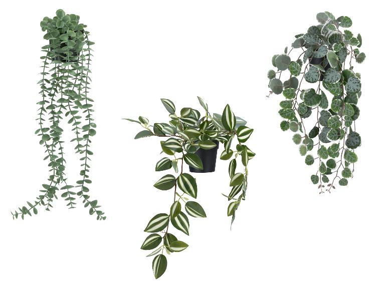 Trois plantes suspendues en pot : une à petites feuilles rondes, une à feuilles rayées et une à feuilles à motifs.