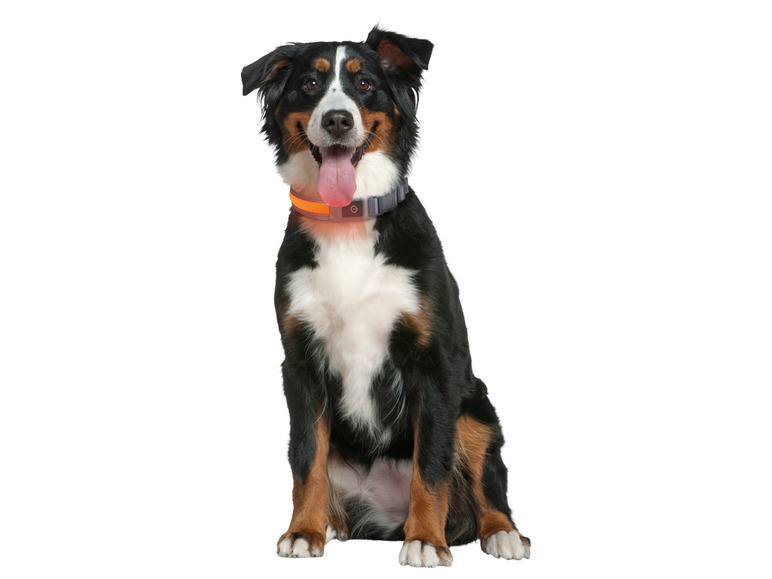 Aller en mode plein écran : zoofari® Collier à LED pour chien - Image 10