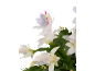 Fleurs blanches de cactus de Noël avec étamines roses et feuilles vertes sur fond noir.