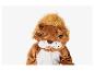 Enfant en costume de lion sur fond blanc