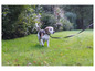 Un Beagle marche sur l'herbe avec une laisse.