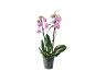 Orchidée rose dans un pot transparent avec des feuilles vertes sur fond noir.