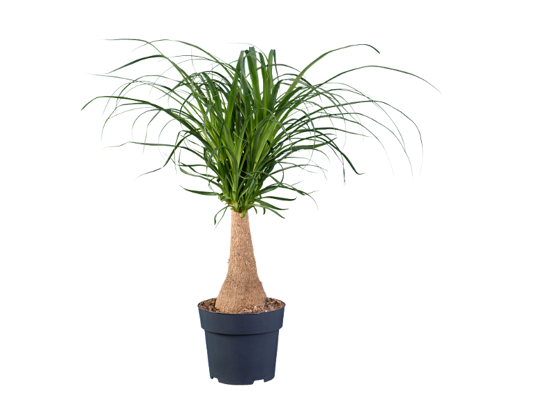 Plante de pied d'éléphant en pot sur fond noir