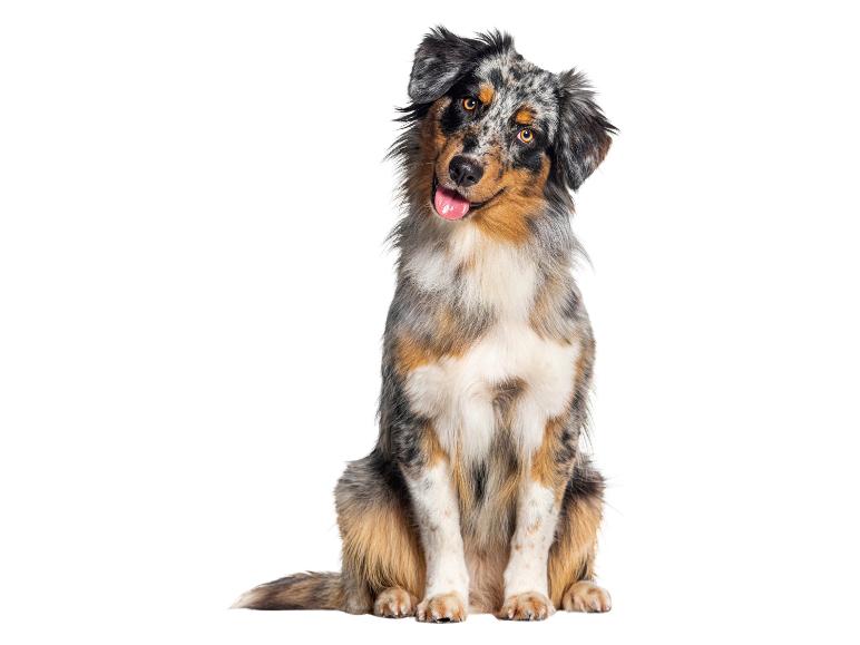 Un adorable Berger Australien assis, regardant sur le côté.