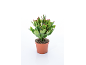 Plante de cactus de Noël en pot de terre cuite, avec des boutons floraux roses.