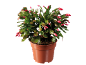 Pot de cactus de Noël avec des bourgeons roses sur fond noir.