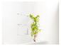 Une plante pousse le long d'un câble en acier sur un mur blanc.