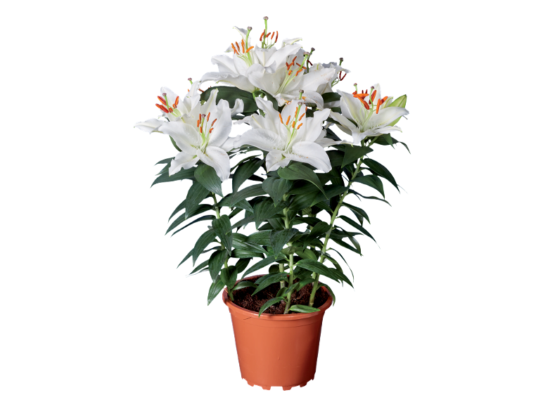 Lys blancs dans un pot en terre cuite sur fond noir.