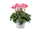 Cyclamen rose dans un pot blanc avec le texte 'Cyclamen Alpenveilchen'.