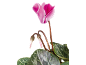 Cyclamen rose avec feuilles vertes et bourgeons sur fond noir.
