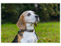 Un beagle sur une pelouse verte, regardant vers le haut.