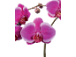 Orchidées fuchsia vibrantes aux pétales bordés de blanc, sur fond noir.