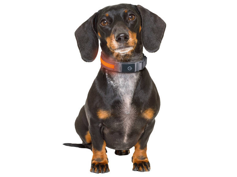 Un teckel noir avec un collier orange et gris.