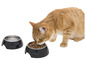Un chat orange mange dans un bol noir Zoo-Fari.