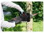 Une personne utilisant une tronçonneuse électrique pour tailler un arbre.