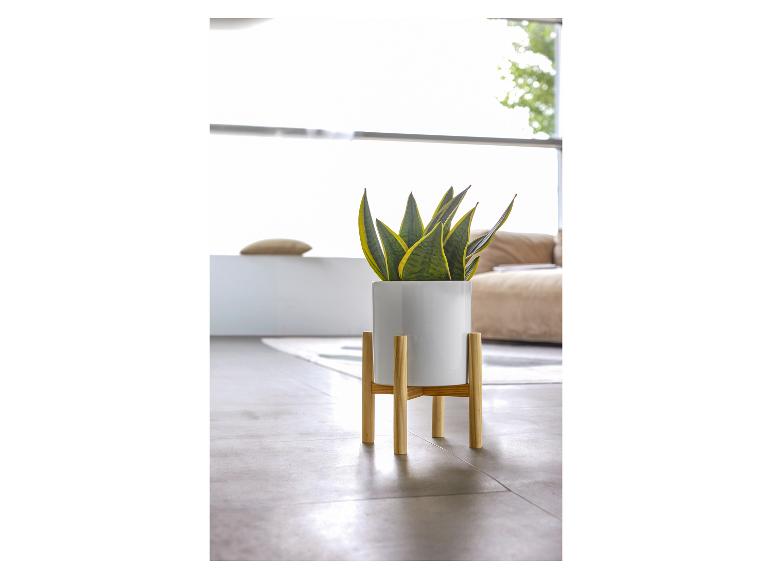 Une plante verte dans un pot blanc sur un support en bois pour plantes.