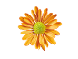 Marguerite orange au centre vert sur fond noir.