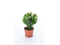 Plante succulente verte avec des bourgeons roses dans un pot en terre cuite.