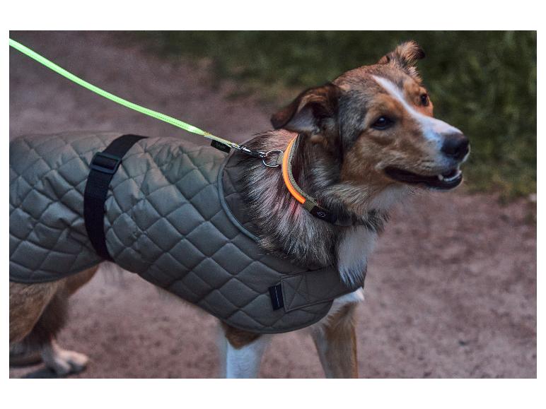 Chien avec manteau réfléchissant et collier lumineux se promène au crépuscule.