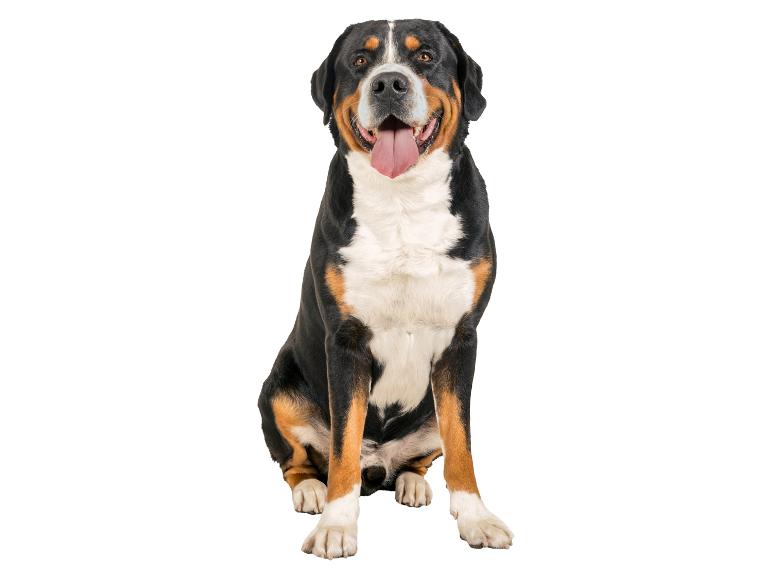 Un chien de montagne suisse assis et souriant.