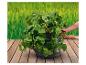 Un plant de fraisiers dans un pot gris sur une terrasse en bois.