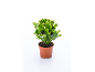 Plante succulente en pot avec des bourgeons blancs sur fond blanc.