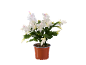 Plante de cactus de Noël blanche dans un pot marron