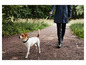 Un chien en laisse marche dans les bois