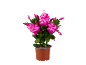 Plante de cactus de Noël en pot avec des fleurs et des bourgeons rose vif.