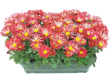 Chrysanthèmes américain 8 boutures