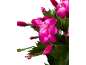 Fleurs et bourgeons de cactus de Noël rose vif sur fond sombre.