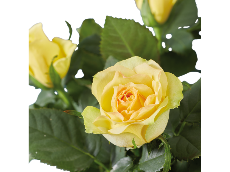 Roses jaunes avec des feuilles vertes sur fond noir.