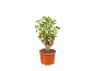Plante d'intérieur panachée dans un pot en terre cuite