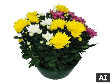 Chrysanthème americain 9 boutures