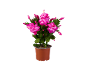 Plante de cactus de Noël avec des fleurs roses vives dans un pot marron.