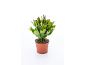 Cactus de Noël en pot avec feuilles vertes et petits bourgeons roses sur fond blanc.