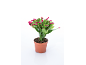 Cactus de Noël en pot avec des bourgeons floraux roses.